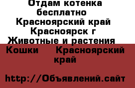 Отдам котенка бесплатно - Красноярский край, Красноярск г. Животные и растения » Кошки   . Красноярский край